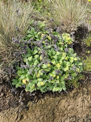 Myosotis rakiura, photograph (c) Irisa Hudson, some rights reserved (CC BY)