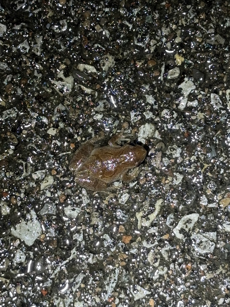 Spring Peeper in March 2026 by Jeremy Bergman · iNaturalist