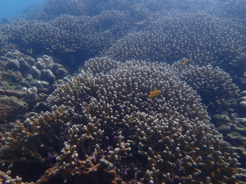 Isopora brueggemanni observed 2026-03-15