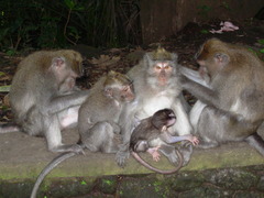 Macaca fascicularis