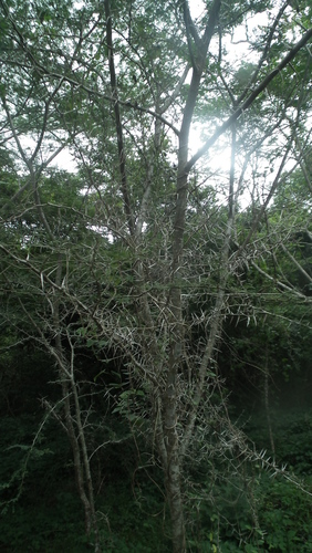 Image of Vachellia kosiensis by (c) Shaun Swanepoel, some rights reserved (CC BY)
