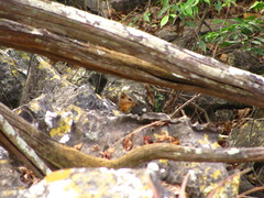 Notocitellus annulatus