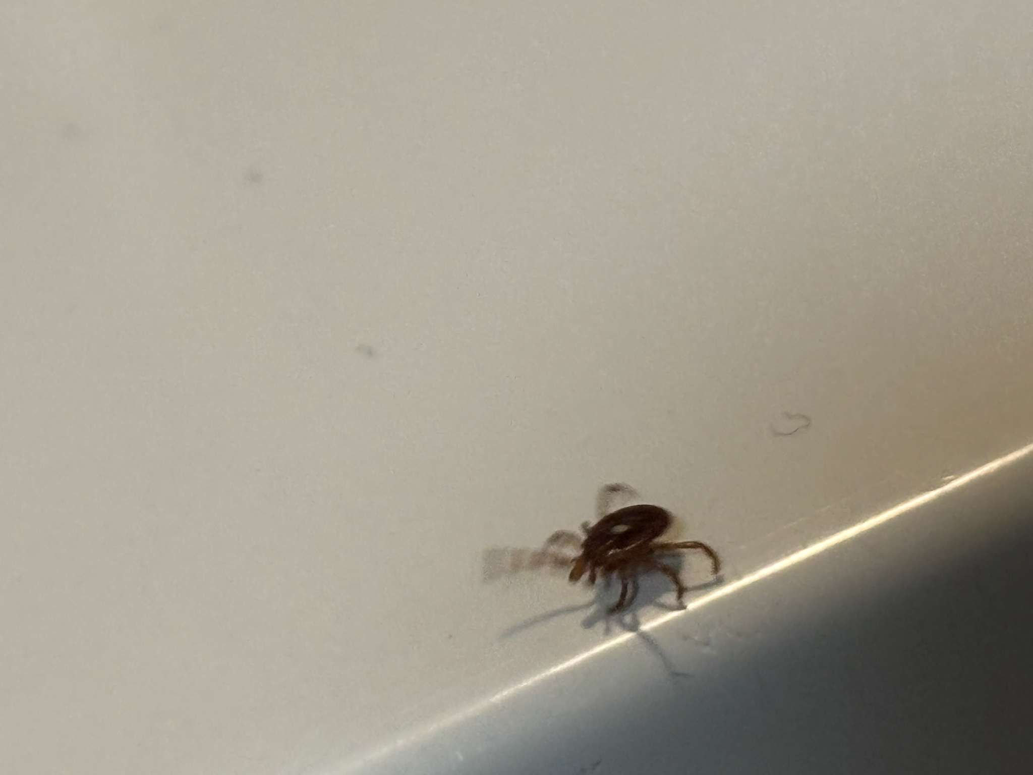 Amblyomma americanum Linnaeus, 1758