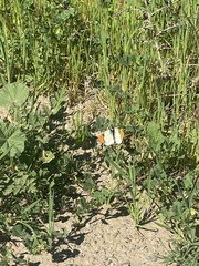 Anthocharis sara sara