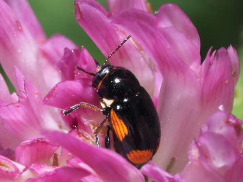 hypericum pot beetle, photo 3 of 8