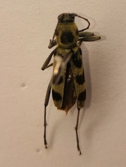 Chlorophorus herbstii