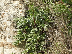 Scrophularia rubricaulis