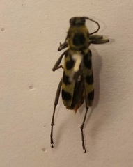 Chlorophorus herbstii