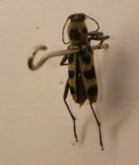 Chlorophorus herbstii