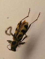 Chlorophorus herbstii