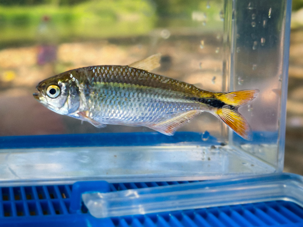Banded Tetra