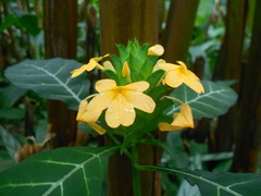 Crossandra pungens