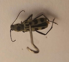 Chlorophorus herbstii