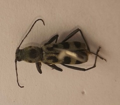 Chlorophorus herbstii