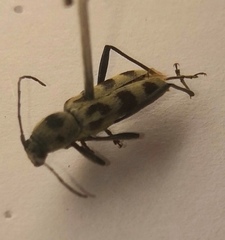 Chlorophorus herbstii