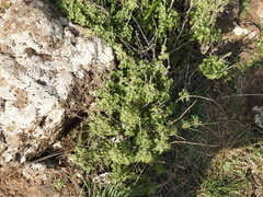 Pseudodictamnus undulatus
