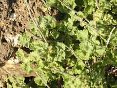 Pseudodictamnus undulatus