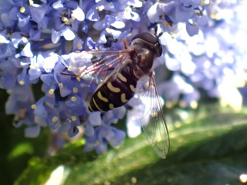 Unknown species found near Berkeley, CA, USA