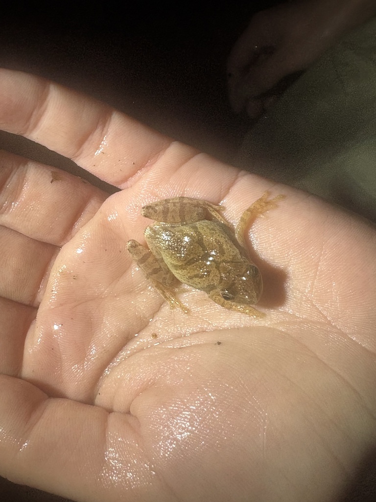 Spring Peeper in March 2026 by Jeremy Bergman · iNaturalist