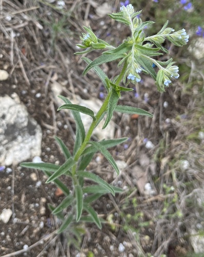 two-rowed stickseed (Lappula squarrosa)