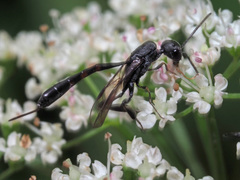 Gasteruption assectator