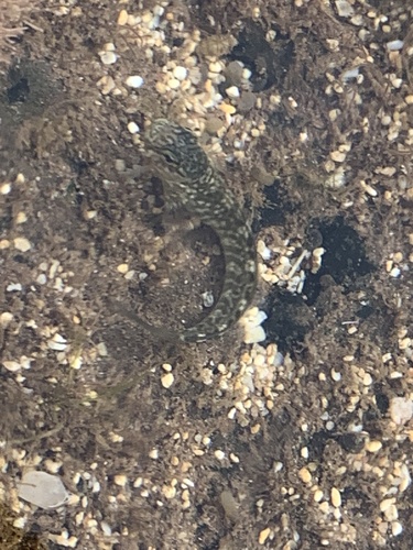 Istiblennius zebra