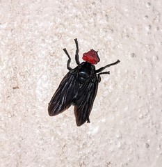 Bromophila caffra