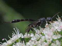 Gasteruption assectator