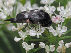 Variimorda
