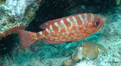 Heteropriacanthus cruentatus
