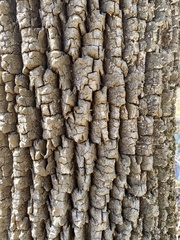 Fraxinus biltmoreana