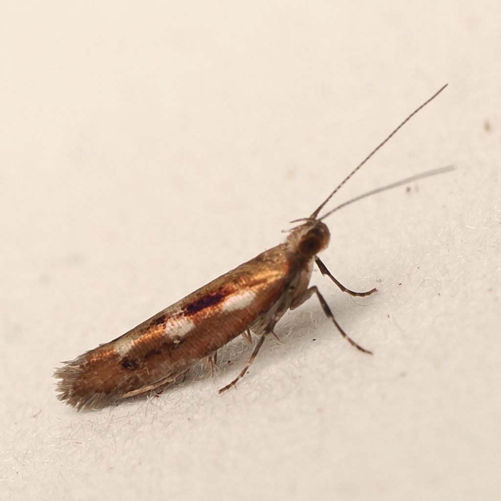 Chrysorthenches polita