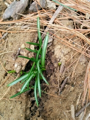 Ornithogalum umbellatum