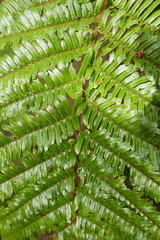 Cyathea glauca