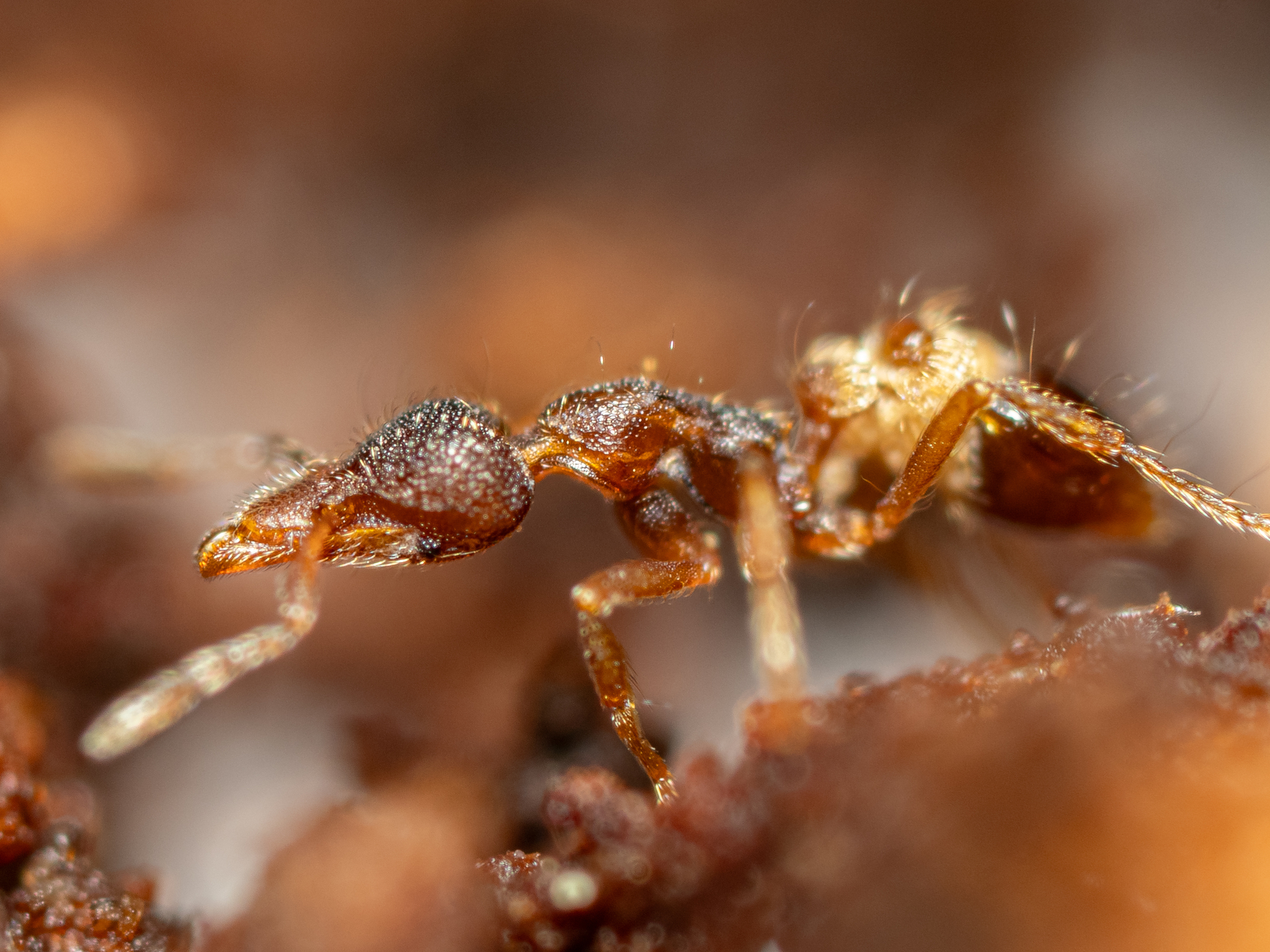 Strumigenys laevinasis