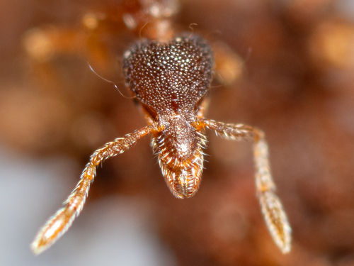 Strumigenys laevinasisStrumigenys laevinasis