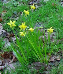 Narcissus