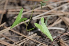 Ipomoea sagittata