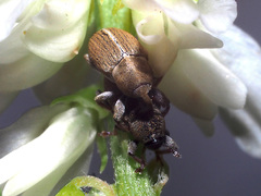 Tychius meliloti