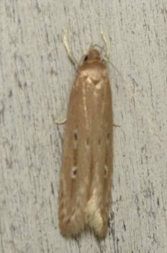 Shy Cosmet Moth photo 5