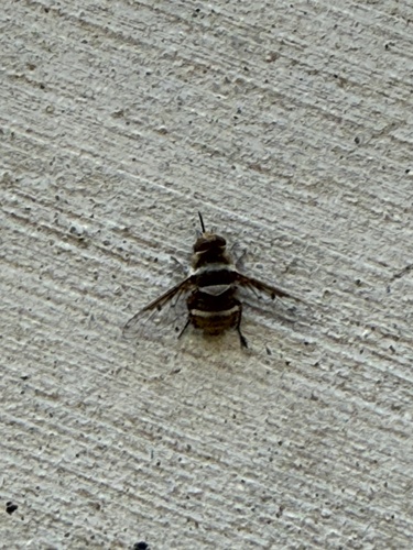 iNaturalist observation photo of Lepidanthrax