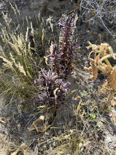 iNaturalist observation photo of desert broomrape