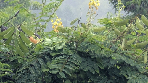 Biancaea decapetala observed 2026-03-15
