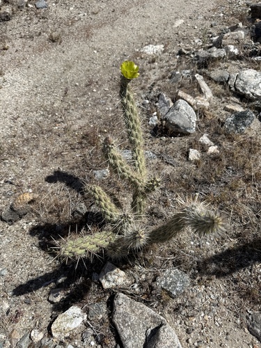 iNaturalist observation photo of Gander's cholla