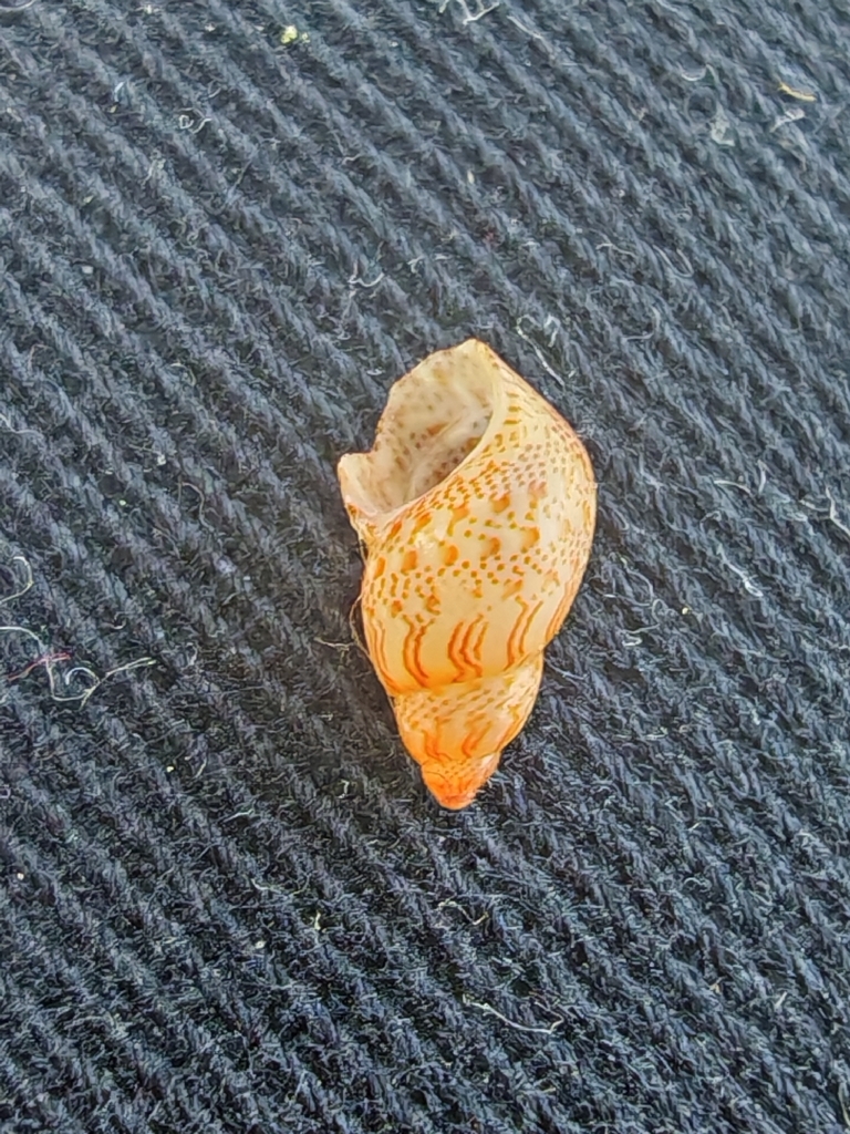 Mediterranean pheasant shell