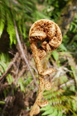 Cyathea glauca