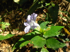 Ruellia solitaria