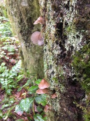 Mycena bulliformis