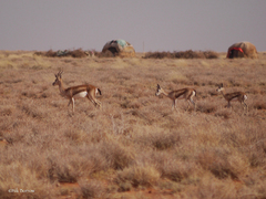 Speke's Gazelle photo 1