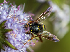 Spilomyia diophthalma